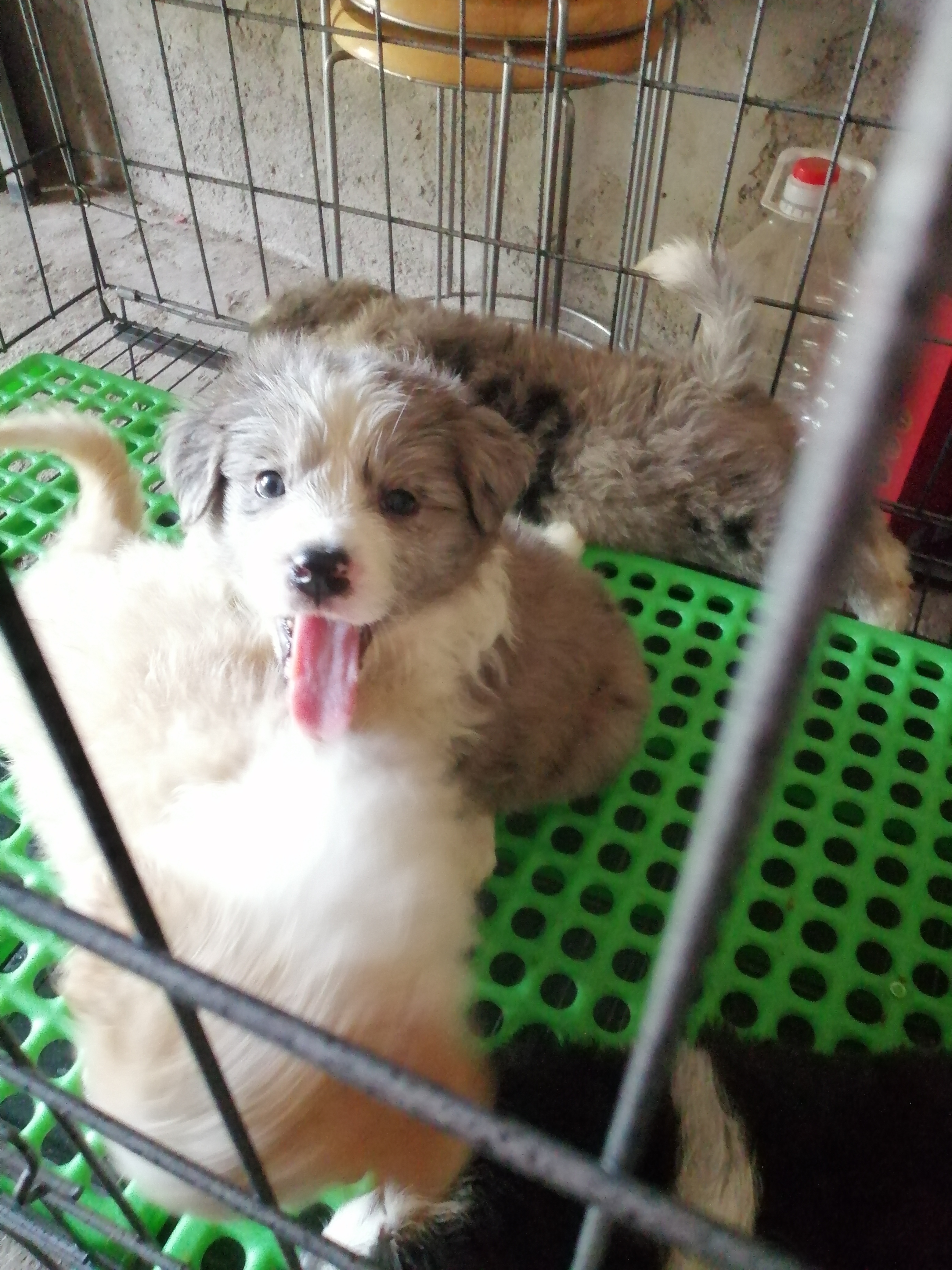 大骨架极品边牧幼犬两个月，包活包健康，3个月犬瘟细小